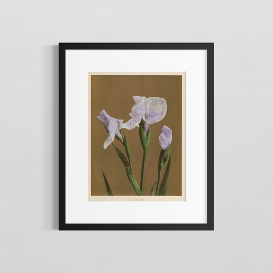 Iris Kaempferi Cafe
