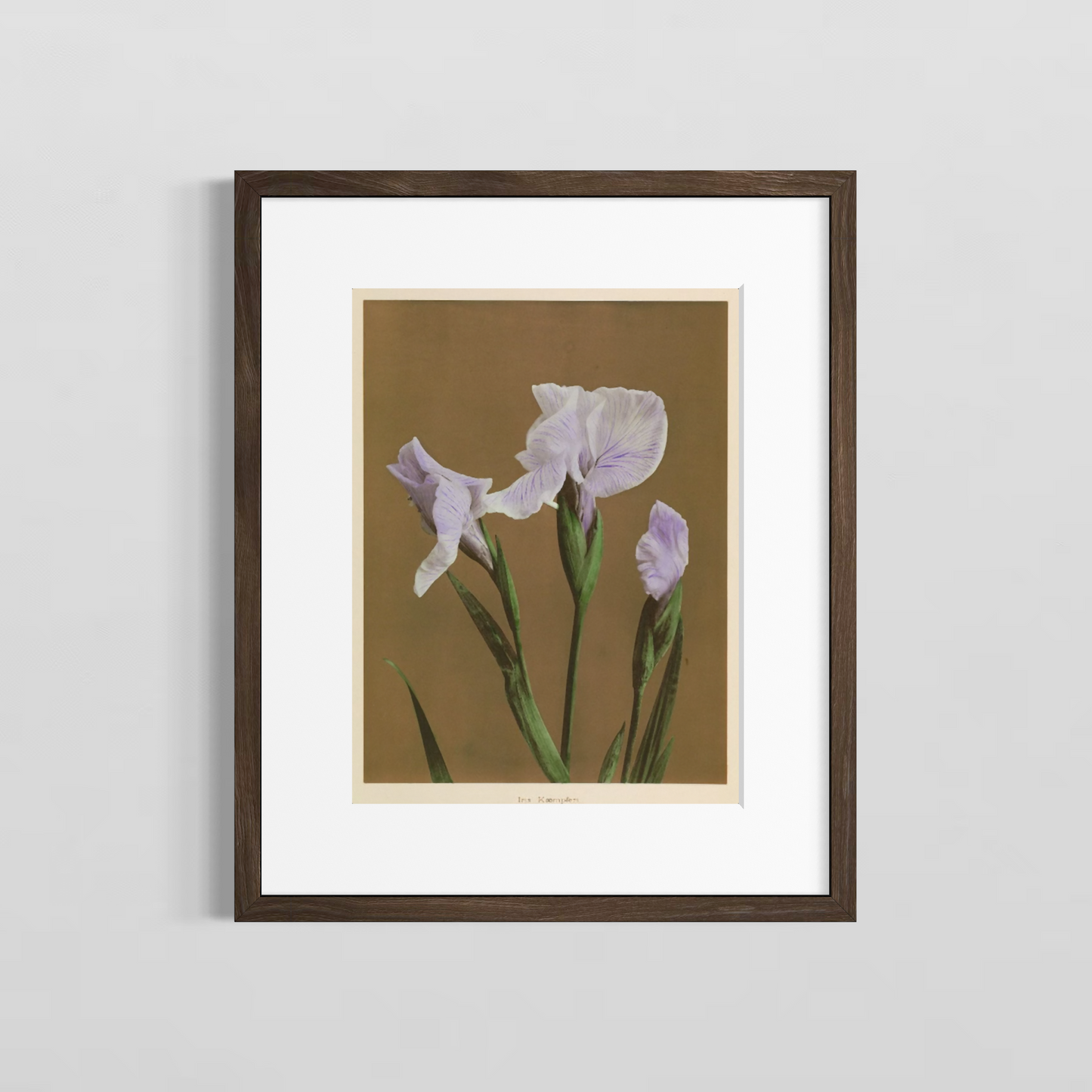 Iris Kaempferi Cafe