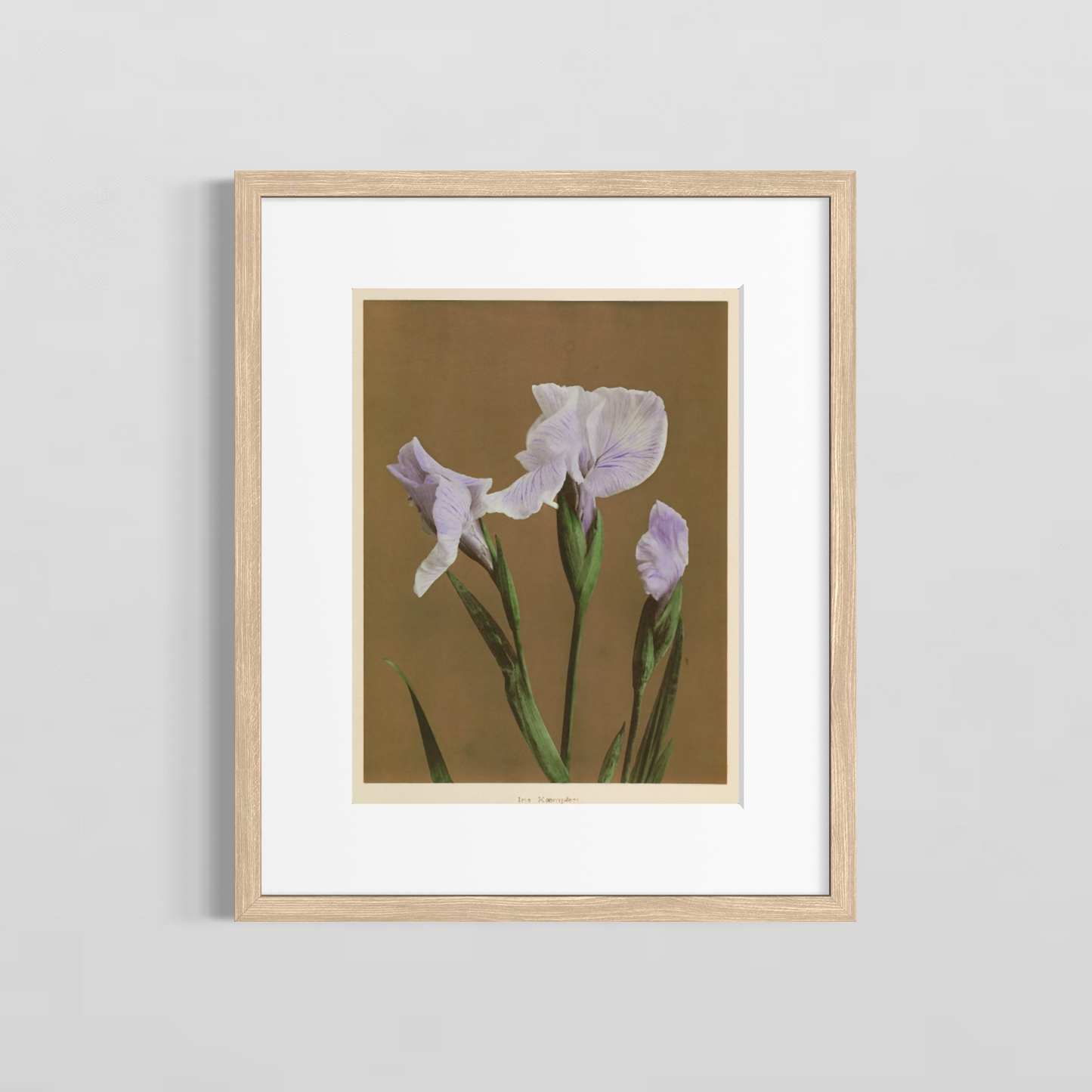 Iris Kaempferi Cafe