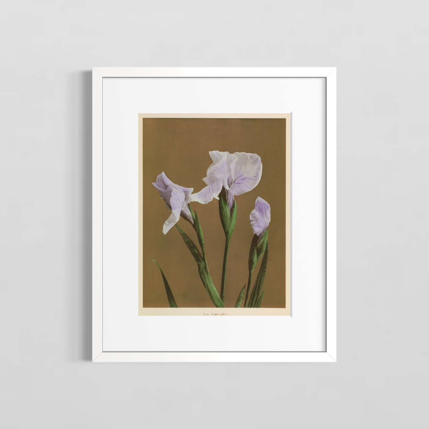 Iris Kaempferi Cafe