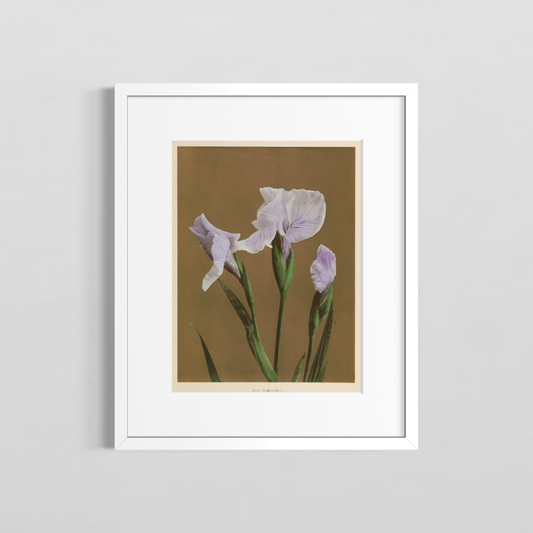 Iris Kaempferi Cafe