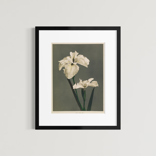 Iris Kaempferi