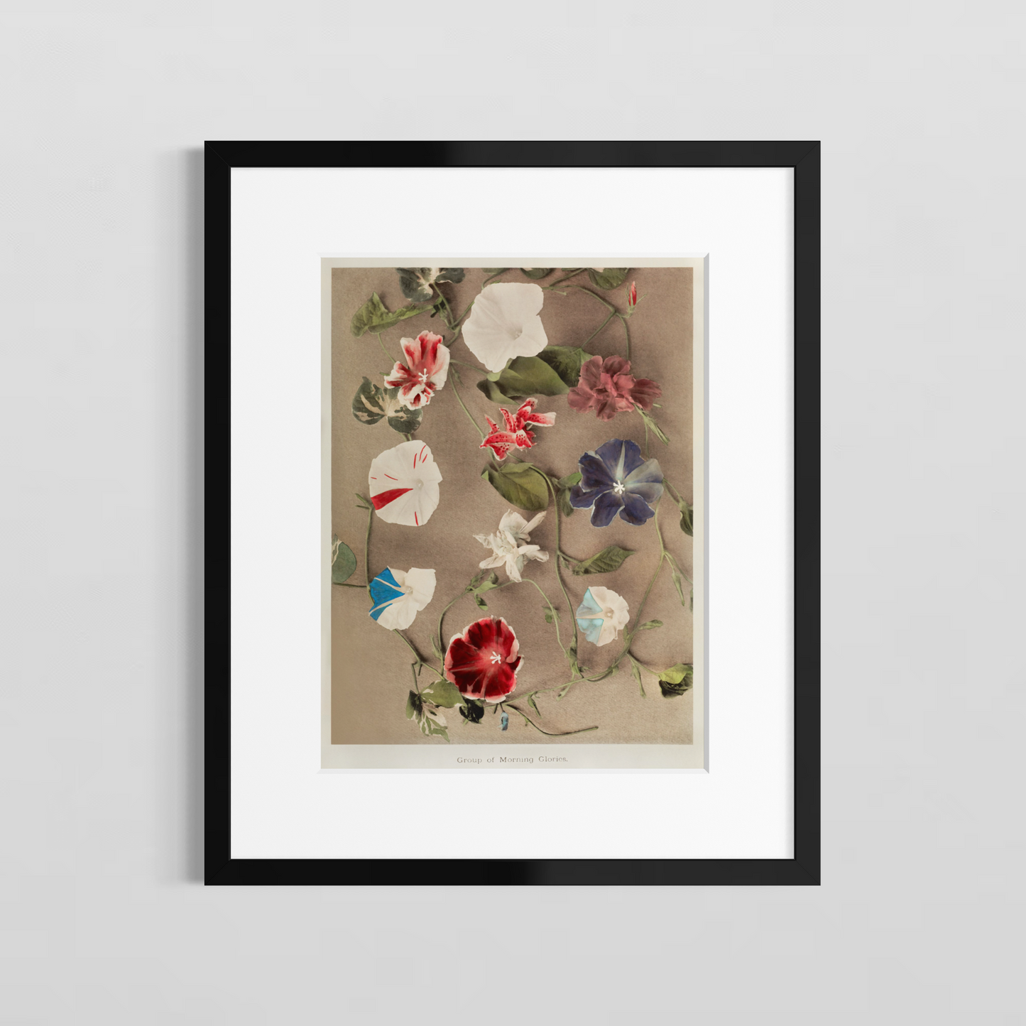 Group of morning glories