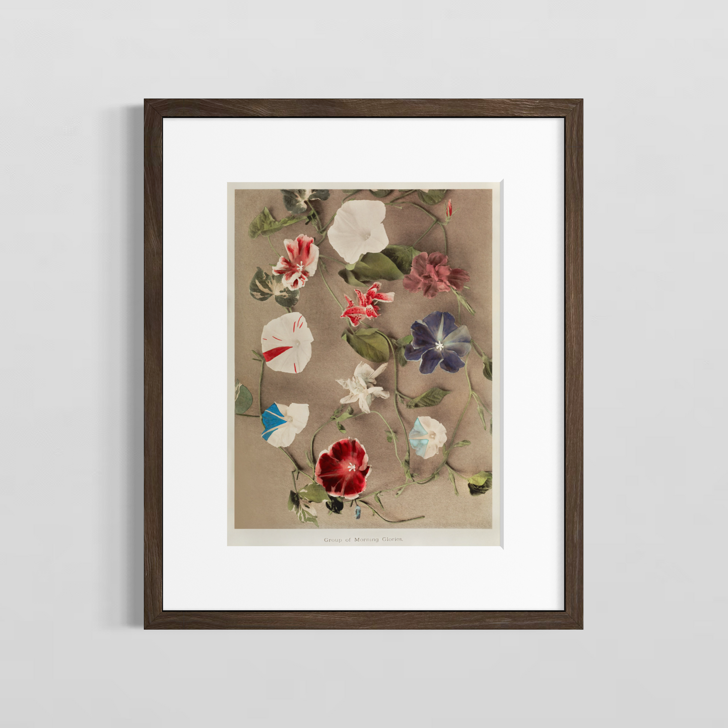 Group of morning glories