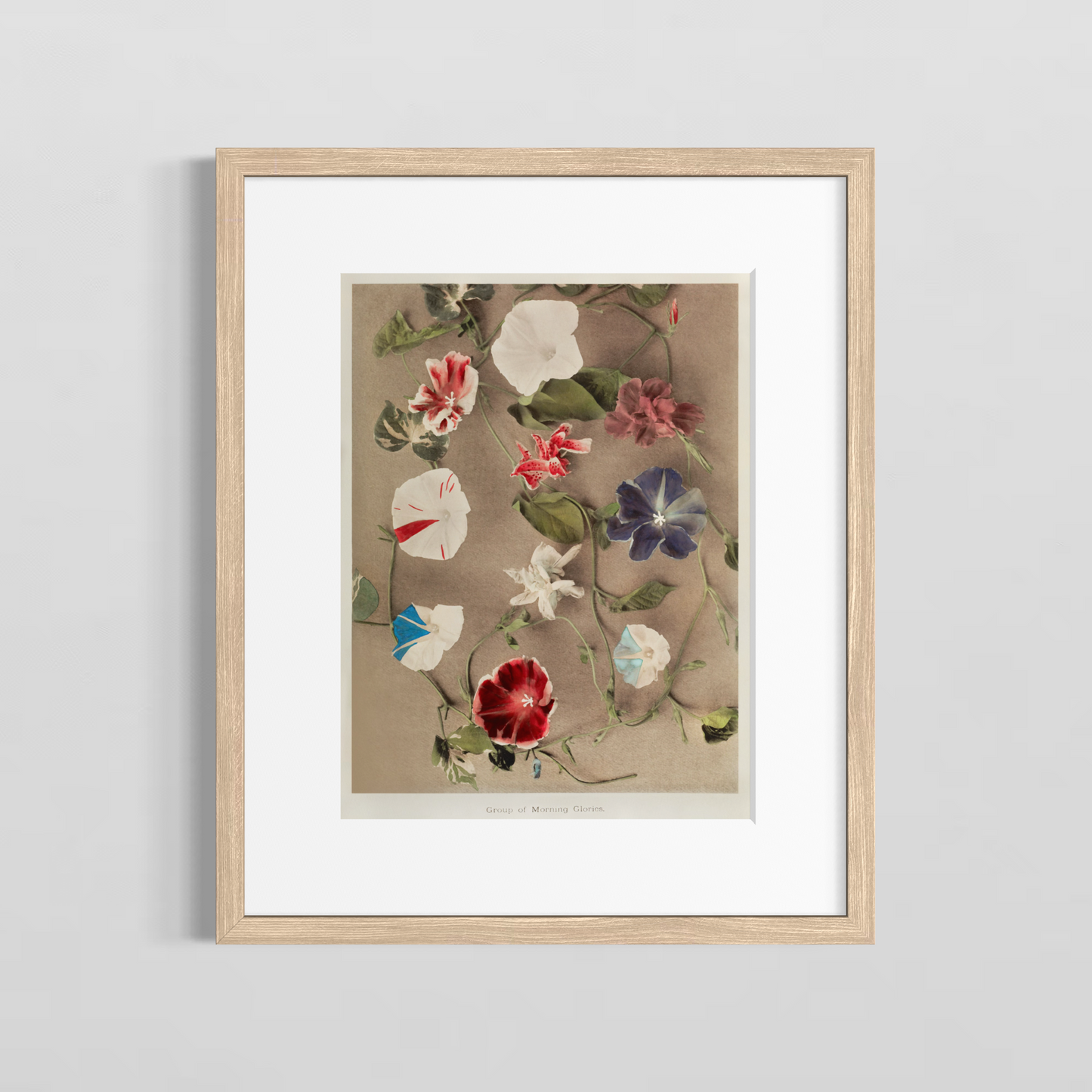Group of morning glories
