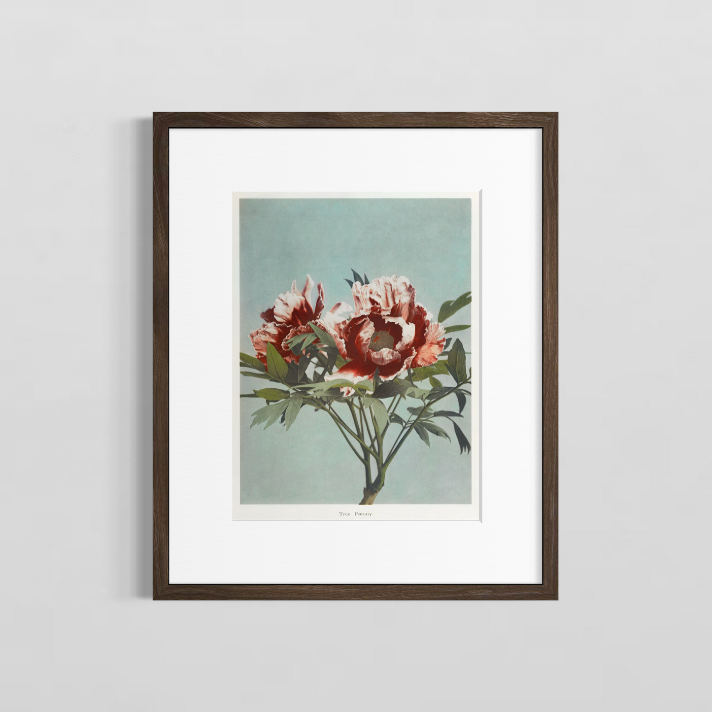 The paeony
