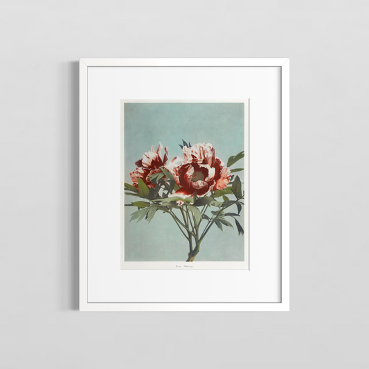 The paeony