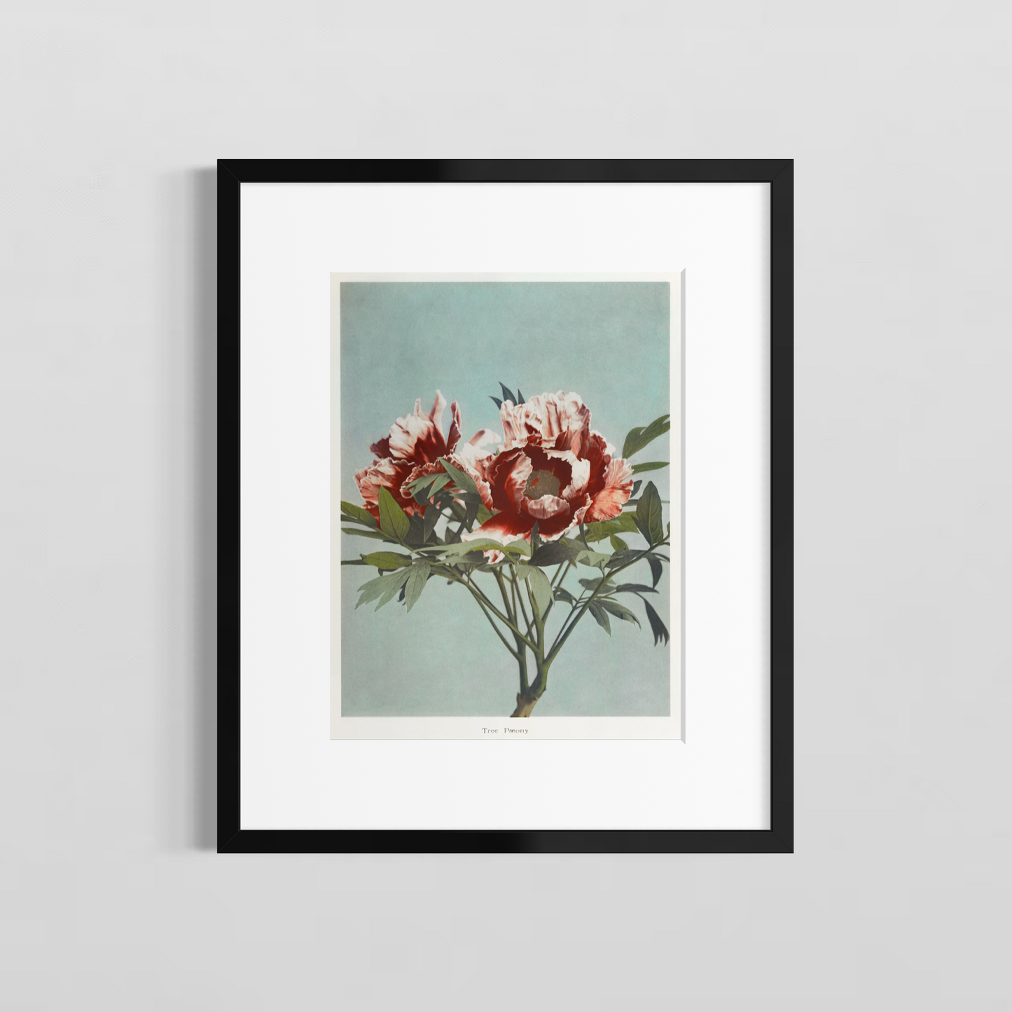The paeony