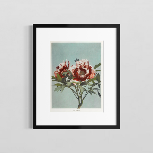 The paeony