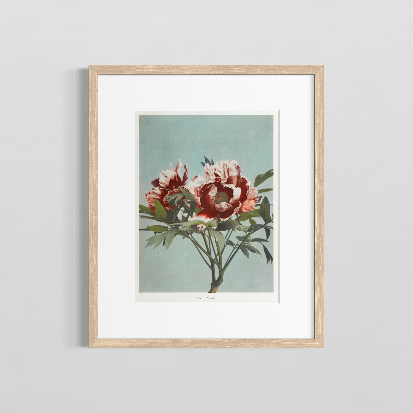 The paeony
