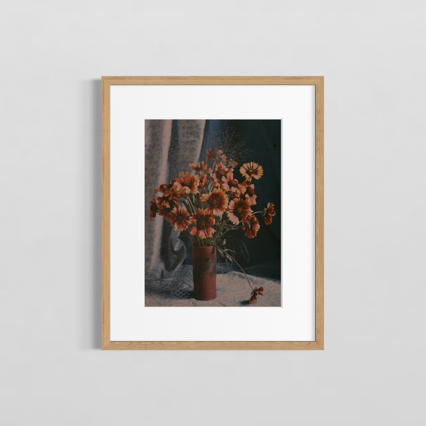 Gaillardias
